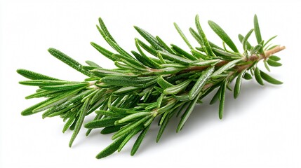 Fototapeta premium Fresh Rosemary Herb Isolated on White Background - Culinary Herb Photography