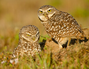 Burrowing Owl, Athene cunicularia in Florida with an insect in her beak.