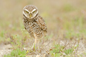 Burrowing Owl, Athene cunicularia, Florida, winter.