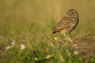 Burrowing Owl, Athene cunicularia floridana, taken in wild, in Florida.