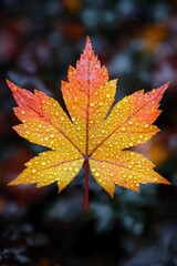 Vibrant autumn leaf, glistening with morning dew