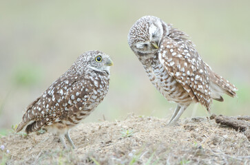 Burrowing Owl, Athene cunicularia in Florida, male and female, preening.