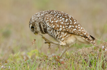 Burrowing Owl, Athene cunicularia catching an insect with her foot, taken in Florida.