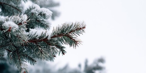Snow-Covered Pine Branch in Winter Wonderland