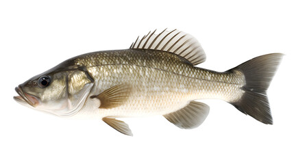 bass fish transparent background png