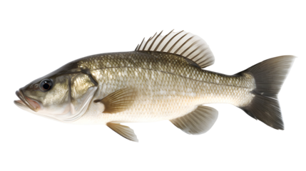bass fish transparent background png