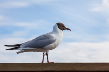 Lachmöwe (Larus ridibundus)