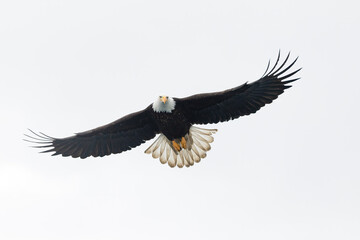 Fototapeta premium Bald eagle, Haliaeetus leucocephalus on white background in Alaska. 