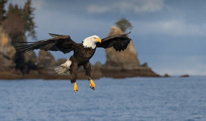 Bald eagle, Haliaeetus leucocephalus, close to camera before landing.