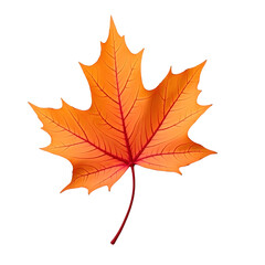Obraz premium Autumnal Majesty, A Highly Detailed Flame-Hued Maple Leaf Showcasing Intricate Veins and Warm Seasonal Tones