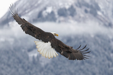 Bald eagle, Haliaeetus leucocephalus in flight in Alaska.