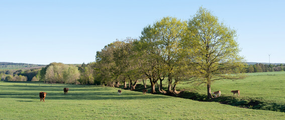 cows and calves in green grassy spring meadow near Trier in german saarland and nature park...