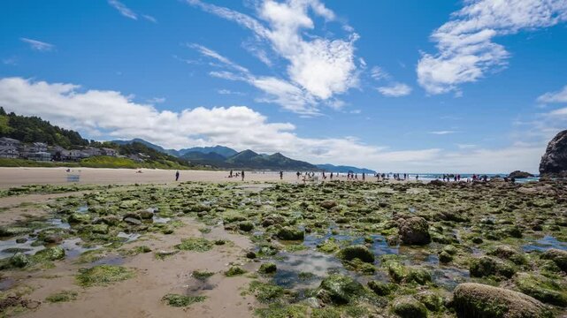 Oregon Coast Beach at Low Tide with Green Seaweed (Enteromorpha) and Algae-Covered Rocks &ndash; 4K Drone Footage