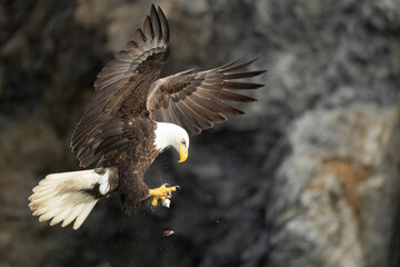 Bald eagle, Haliaeetus leucocephalus catching small piece of food midair in Alaska. 