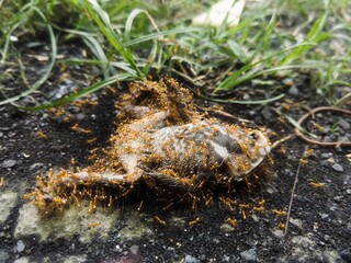 frog on the ground, dead carcass of frog feasted by big red ant
frog color is grey and white, on black brownish ground and some weed in background, shallow depth of field. big red ant eating dead frog