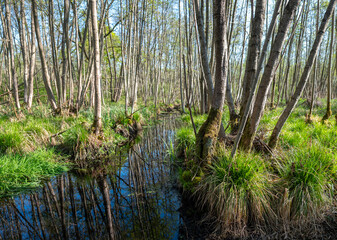 alder forest in spring near utrecht in the netherlands under blue sky