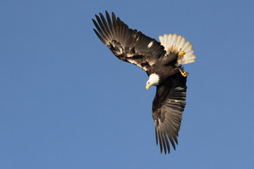 Bald eagle, Haliaeetus leucocephalus diving to catch a fish in Alaska. 