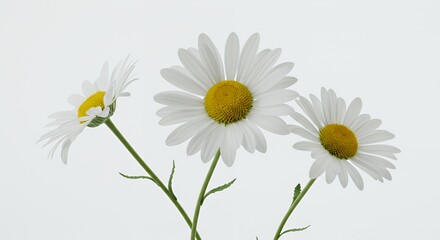 Three White Daisies with Yellow Centers on a Stark White Background in Soft Diffused Light
