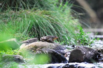 Wild toad resting on a mossy rock beside a flowing stream, surrounded by lush green grass. A serene wildlife moment captured in its natural habitat, perfect for nature, biology, and ecosystem themes.