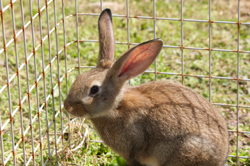 Close-up of a brown rabbit inside a wire enclosure on a sunny day. Captured outdoors with natural...