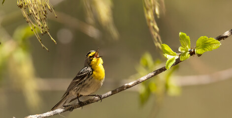 Grace's warbler, Setophaga graciae, male in Arizona.