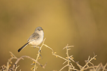 Obraz premium Black-tailed Gnatcatcher, Polioptila melanura, In Arizona.