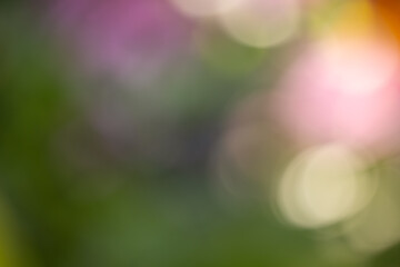 Abstract bokeh background taken in garden after rain in Minnesota.