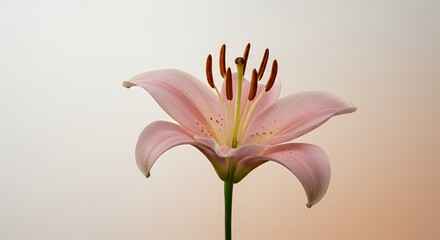 Obraz premium Pale Pink Lily Bloom Unfurling Petals in Timelapse Revealing Delicate Structures with Soft Lighting Perfect for Floral Decoration and Symbolizing Growth