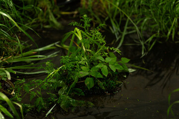 green grass on the pond early summer morning. freshness on the abandoned river area. environmental protection and ecology