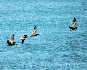 Brown Pelicans 1