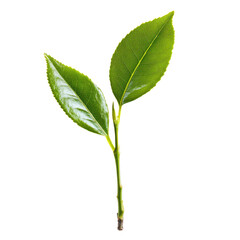 Freshly picked tea leaf on isolated Transparent background showcasing vibrant green colors and natural texture, Tea leaf isolated on PNG background