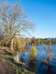 Obraz premium flooded small pine trees on leersumse veld in holland