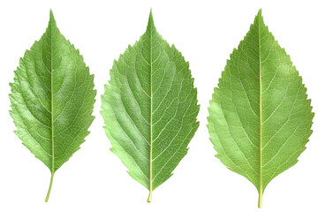 Obraz premium Three Green Leaves Detailed Veins Black Background