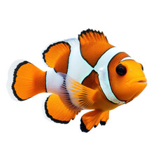 Ocellaris clownfish swimming gracefully in vibrant colors on Transparent background, Closeup view Ocellaris Clownfish fish isolated on a PNG background file with PNG background