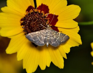 Yellow-spotted webworm moth Anageshna primordialis insect tickseed flower nature pest control.