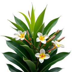 Fototapeta premium Captivating Frangipani Blossom Display, A Lush Bush Adorned with Exotic Delicate White Flowers and Vibrant Green Foliage