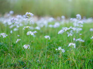 pentecostal flowers in green grassy meadow