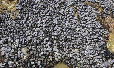 Mussels exposed during low tide