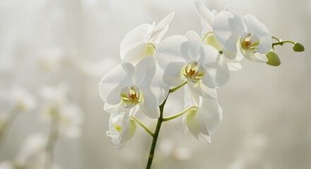 Obraz premium White Orchid Blossom on White Background with Soft Lighting for Cosmetic and Skincare Concept