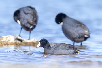 Wild American Coot on a lake in a park in Colorado.