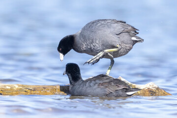 Wild American Coot on a lake in a park in Colorado.