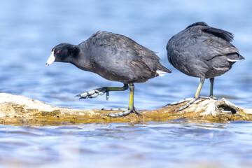 Wild American Coot on a lake in a park in Colorado.
