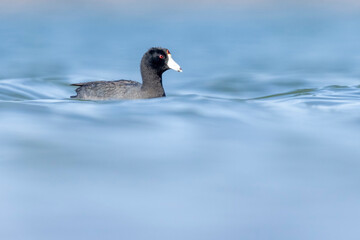 Wild American Coot on a lake in a park in Colorado.