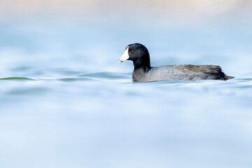Wild American Coot on a lake in a park in Colorado.