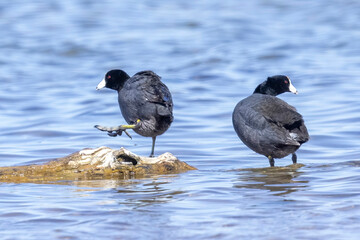 Wild American Coot on a lake in a park in Colorado.