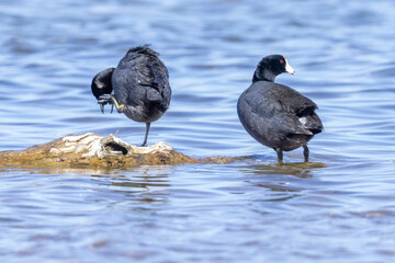 Wild American Coot on a lake in a park in Colorado.