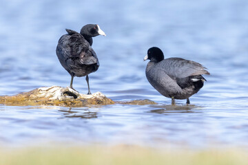 Wild American Coot on a lake in a park in Colorado.