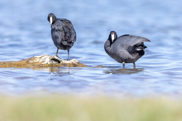 Wild American Coot on a lake in a park in Colorado.