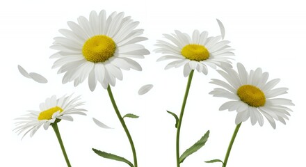 Five Daisies with White Petals and Yellow Centers on a White Background for Decoration and Illustrating Natural Beauty