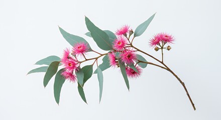 Eucalyptus Branch with Pink Flowers and Bluish-Green Leaves on White Backdrop for Beauty Cosmetic and Natural Themed Decoration